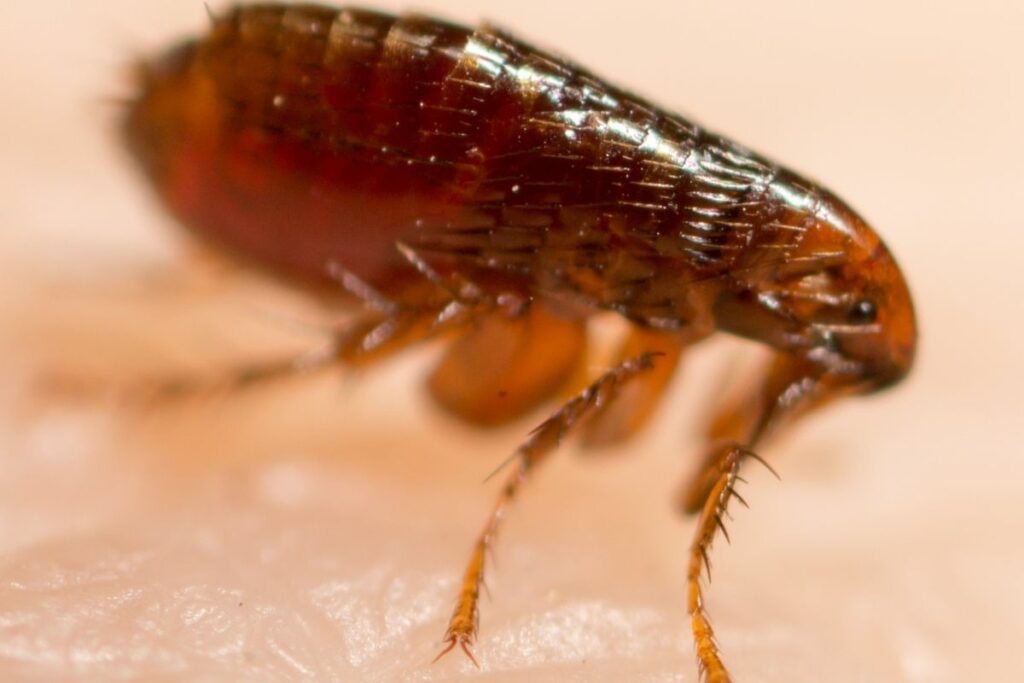 Close Up of a Flea